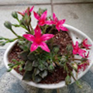 Meet your Posher, Han gyu